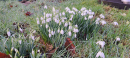 Snowdrops 1