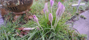 Early Crocus
