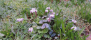 Eastern Cyclamen